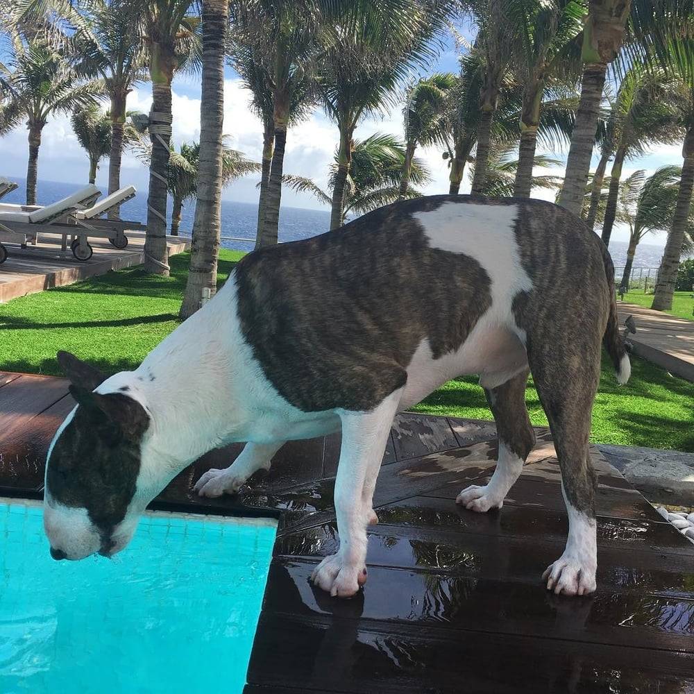 Neville Jacobs drinking water from the pool