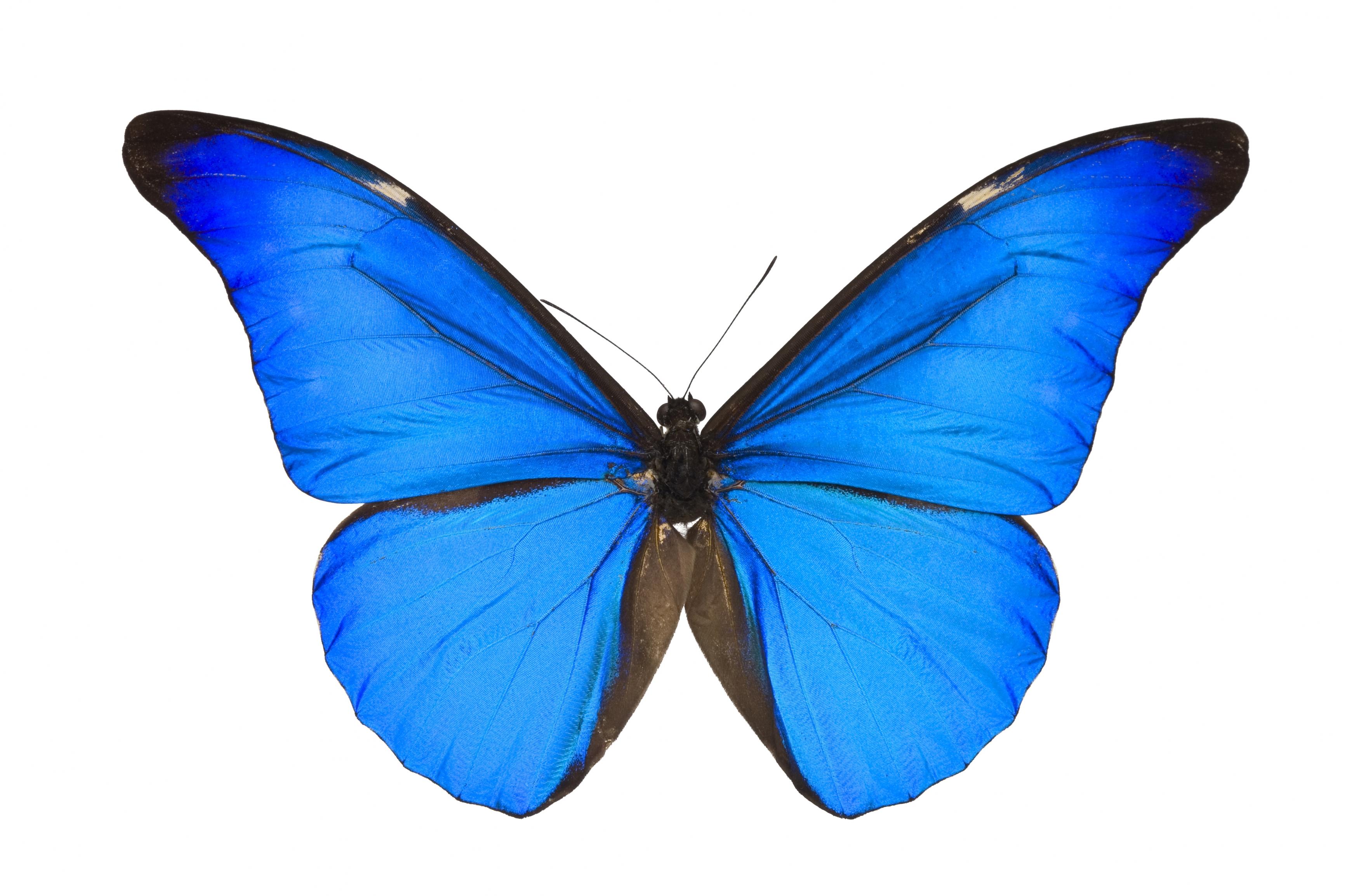 Синяя бабочка для малышей
