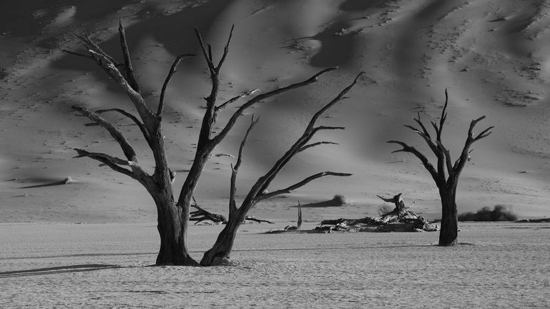 A black and white image of leafless trees in a barren landscape.