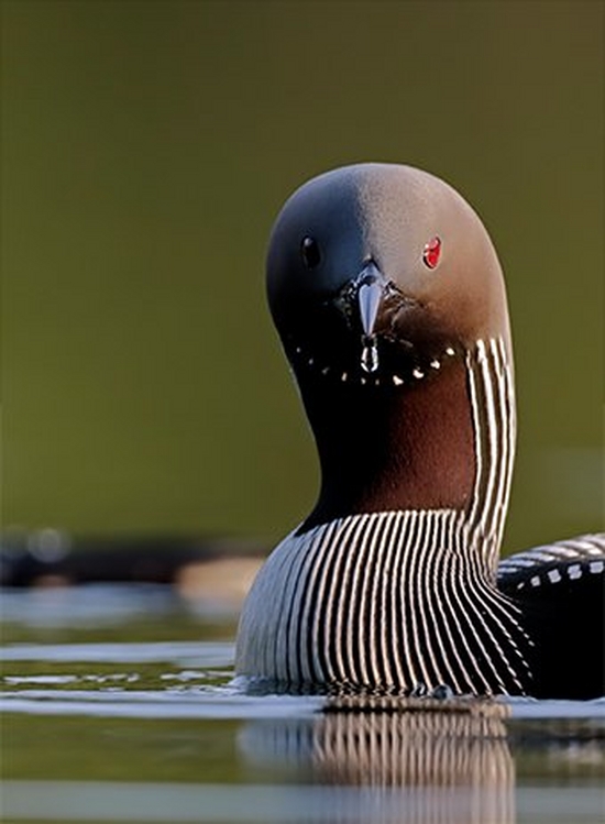 Canon EOS 90D Crop Creatively