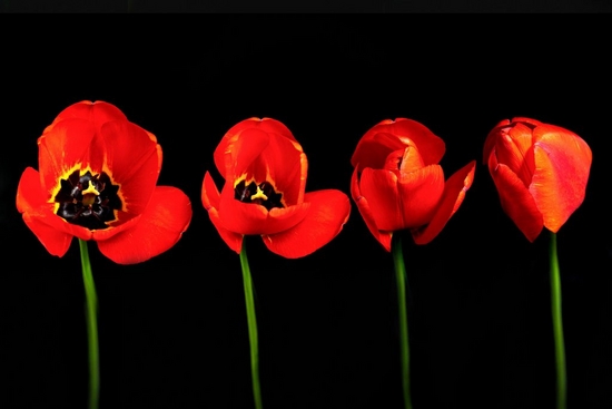 A time stack of a tulip in bloom.