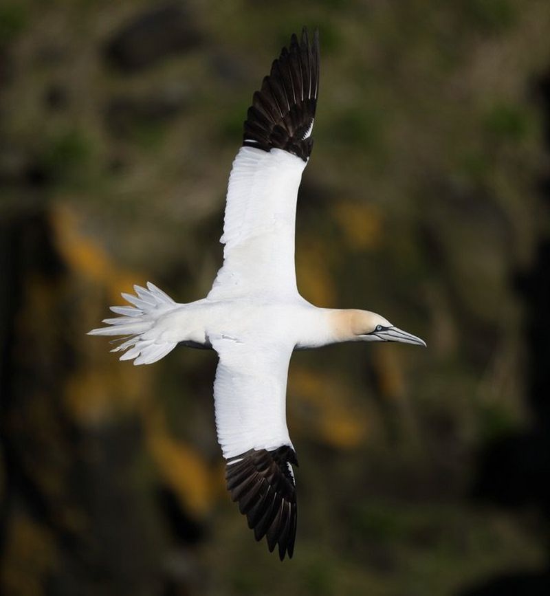 Gannet tracked in focus with 5D Mark IV