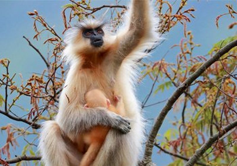 A golden langur on top of a tree in Bhutan with her newborn baby