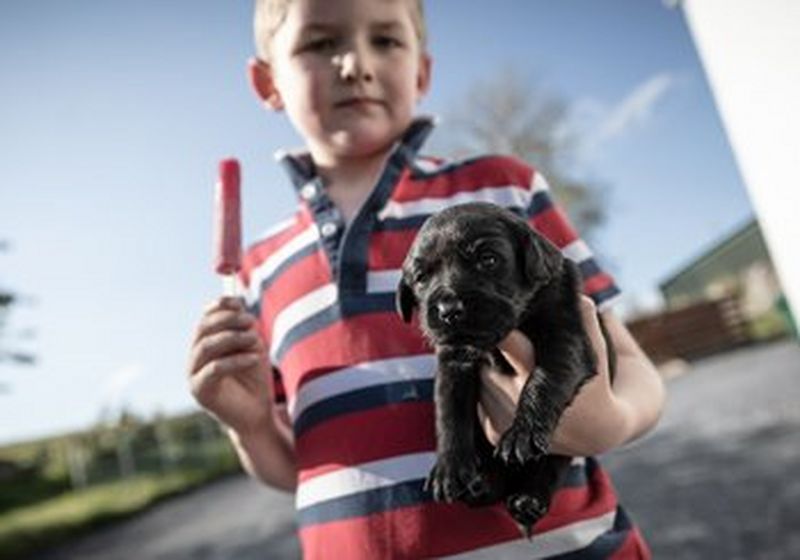 A young boy wearing a white, red and blue striped polo shirt. In his left arm, he holds a puppy. His right hand is aloft, holding a red ice lolly. Behind him is the blue sky of a sunny day and indistinct greenery. There is also a white building that can be partially seen on the right.