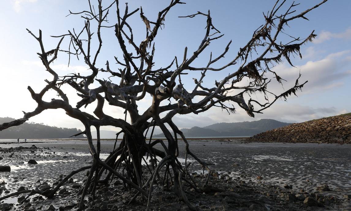 Tree in the desert