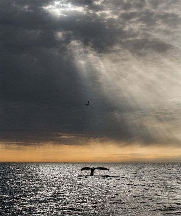 A whale’s tail slips into the sea, with golden light in the sky.