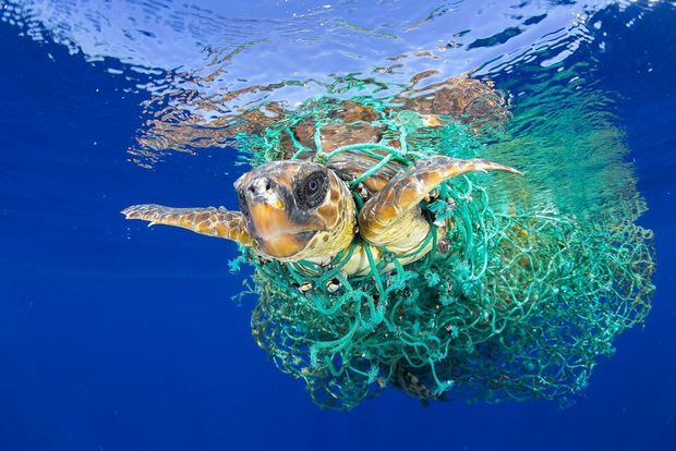A loggerhead sea turtle swims entangled in abandoned fishing gear off the coast of Tenerife, Canary Islands, in the northeast Atlantic Ocean