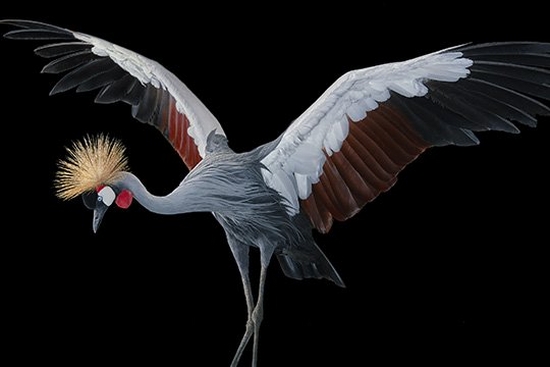 A grey crowned crane with its wings raised.