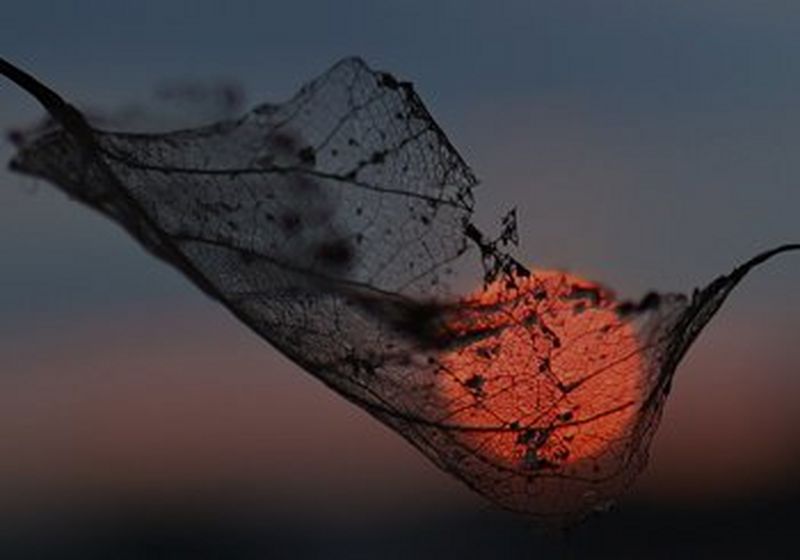 The sun is burning a deep orange, which can be seen through the silhouette of a leaf. A dark sky forms the backdrop of the photo.