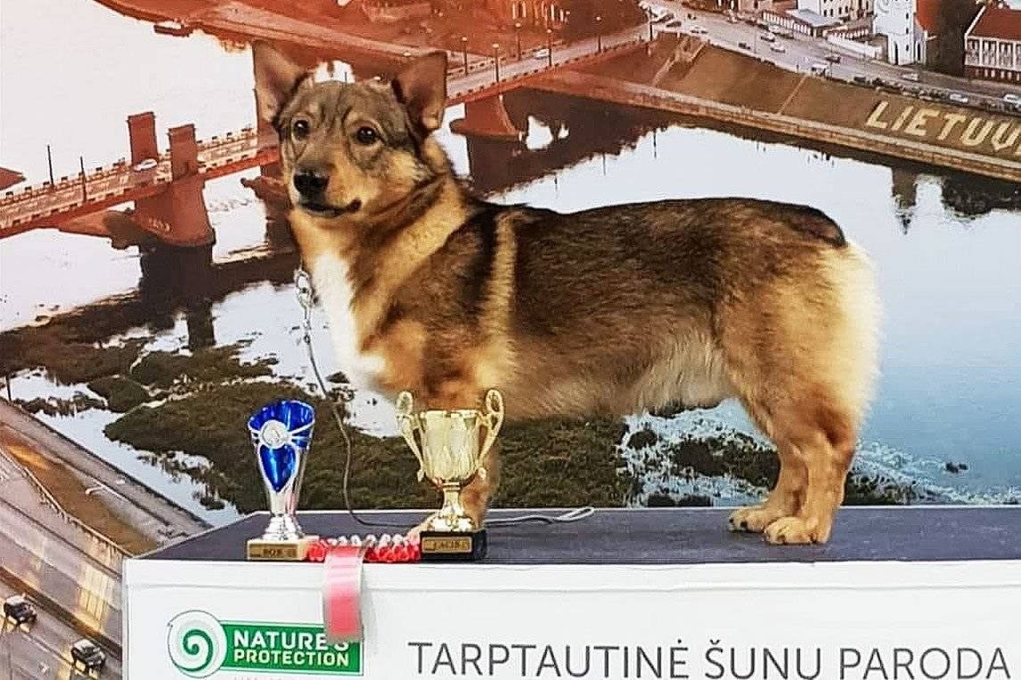 Dog on podium