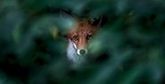 A fox stares through a gap in a bush, which is out of focus. Photo by Ossi Saarinen.