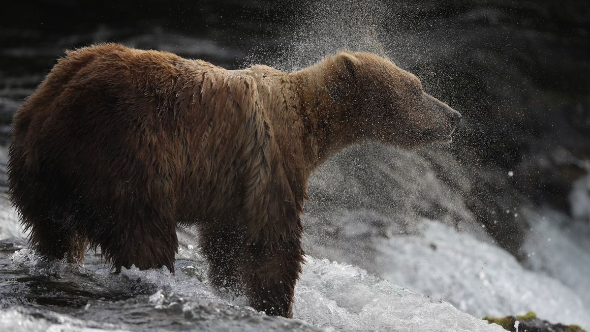 Grizzly bear waiting for fish at waterfall
