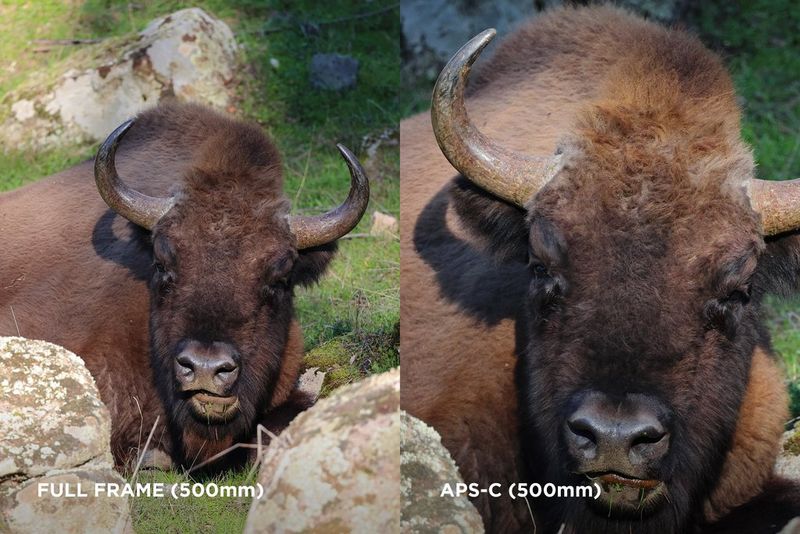 Canon EOS R7 - APS-C vs Fullframe Comparison