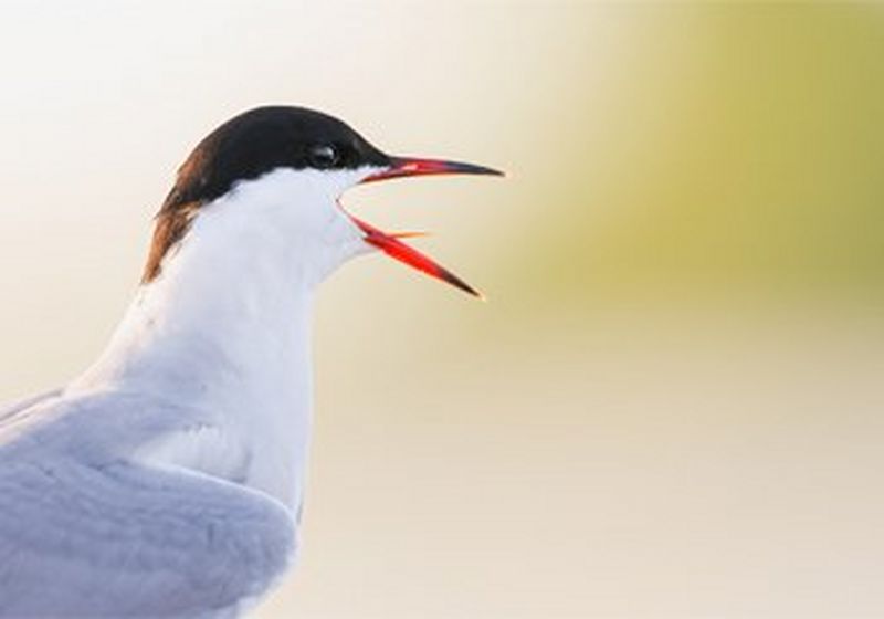 The head and neck of a Common Tern. It has a white body and black and brown crown, with a brown-tipped bright red beak. It has its beak open.