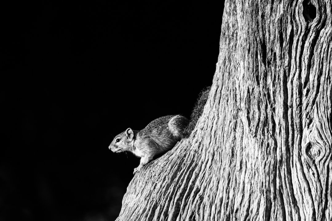 Squirrel perched in a tree