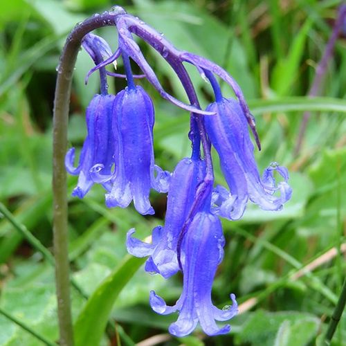 A macro shot shows bluebells with wet grass behind.