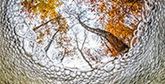See glorious autumn through fresh eyes