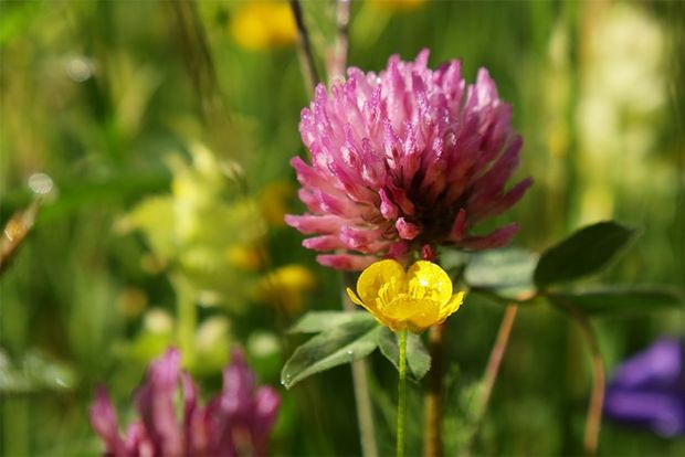 A close-up of a pink clover flower and a yellow buttercup.