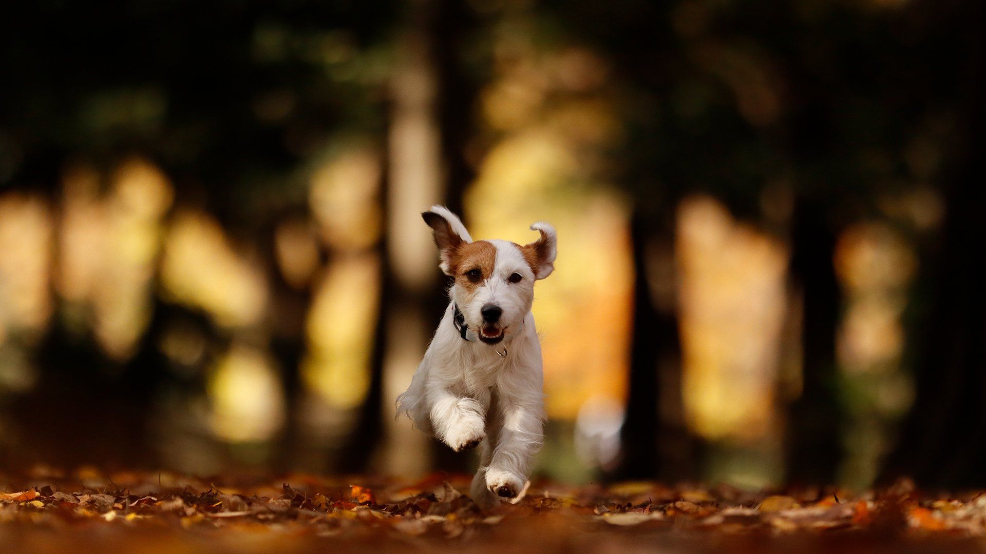 A small dog runs towards the camera on a path covered with leaves.