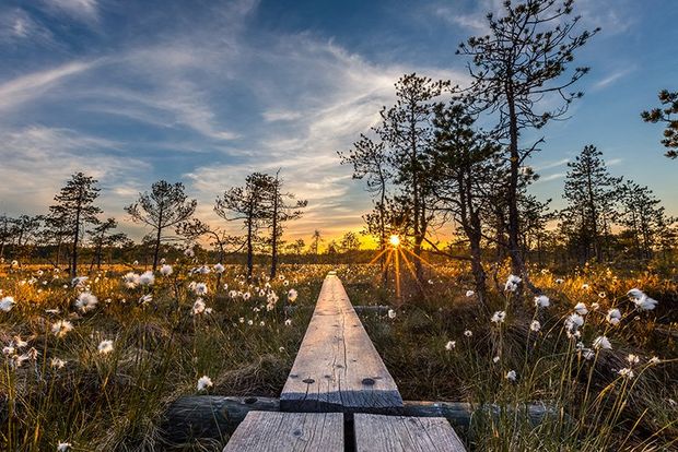 A landscape image shows wooden boards stretching away in front of us through a field full of white flowers and trees at dawn.