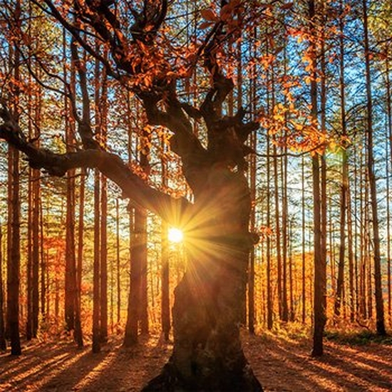 Sunlight shines through the trees in an autumnal forest.