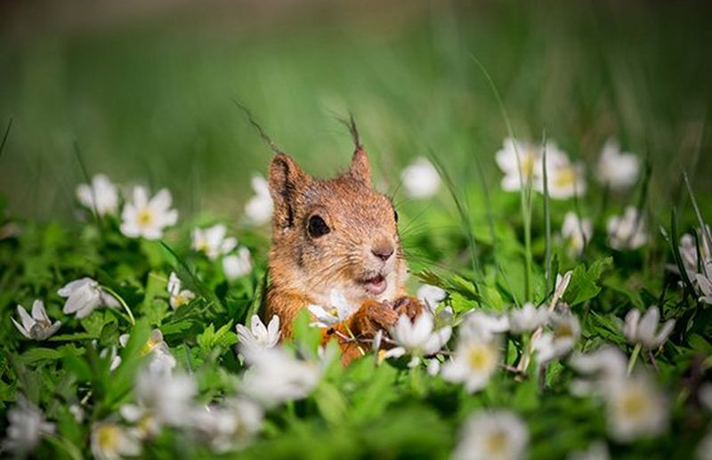 A squirrel looks up, paws in front of its body, surrounded by a field of white daisies and lush green grass up to its shoulders. Photo by Ossi Saarinen.