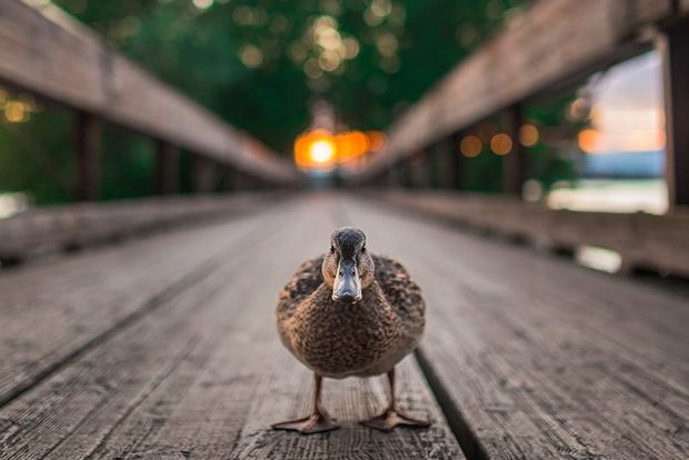 A female duck stands in the middle of a wooden bridge at dawn, looking straight at us.