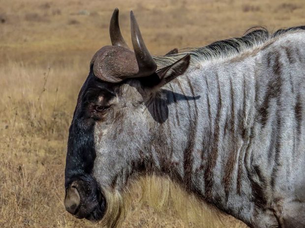 A close up shot of a wildebeest in Nairobi National Park, taken by Georgina Goodwin.