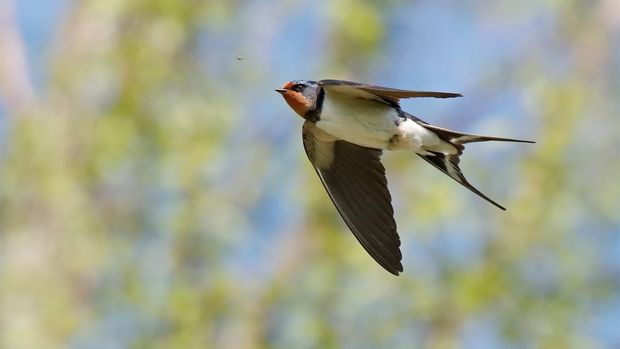 A swallow in flight, photographed with a Canon EOS 90D.