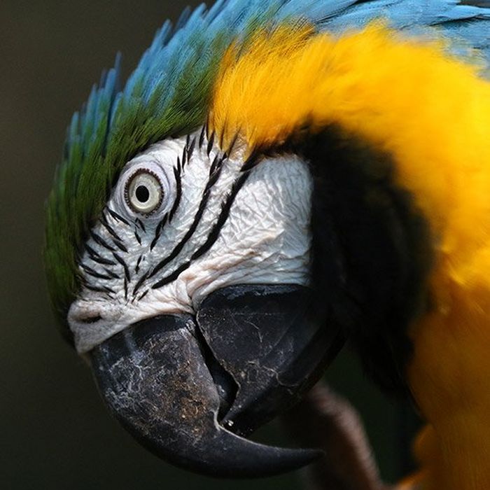 Colourful parrot close up