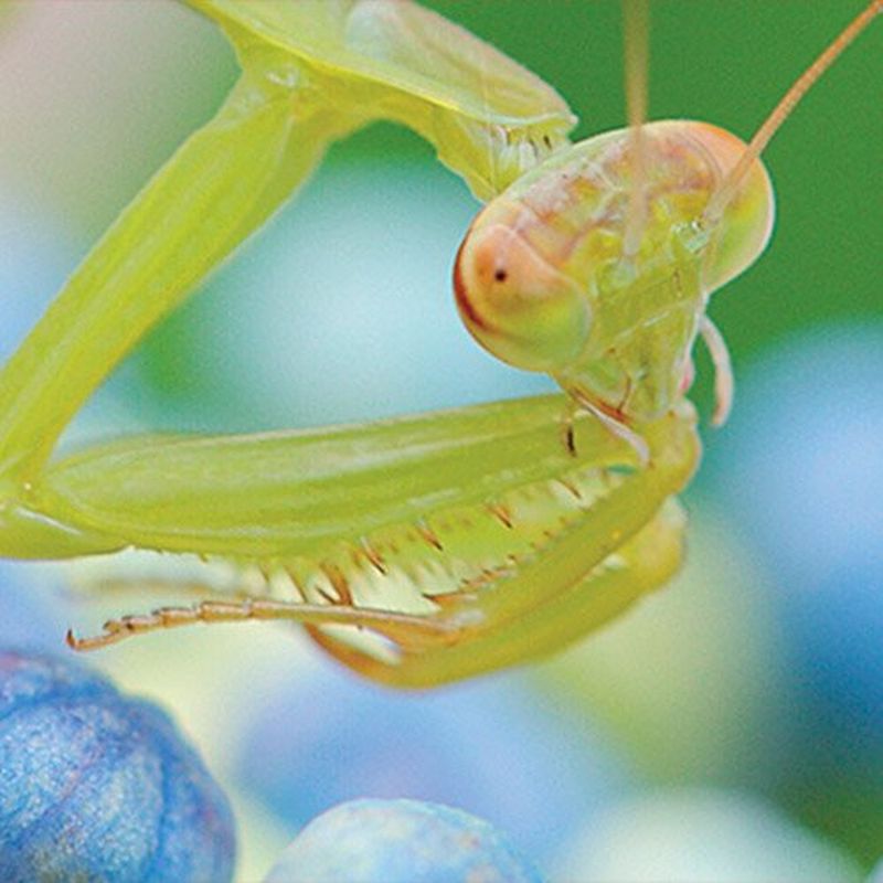 Canon EFS 35mm f/2.8 Macro IS STM Lenses Camera & Photo lenses