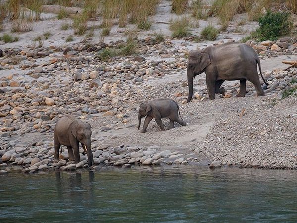 An adult and two young elephants beside a river, photographed by Christian Ziegler on a Canon EOS R.