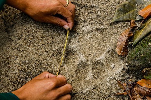 An animal pawprint being measured with a tape measure, photographed by Christian Ziegler on a Canon EOS R.