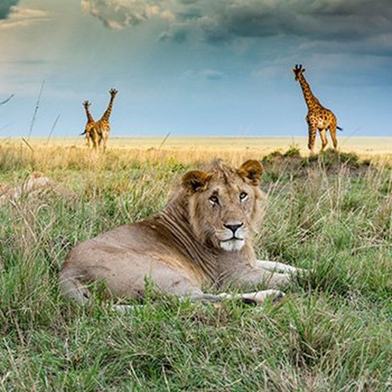 Majestic lion and two graceful giraffes in their natural savanna habitat, captured with precision and detail using a Canon Pro camera.