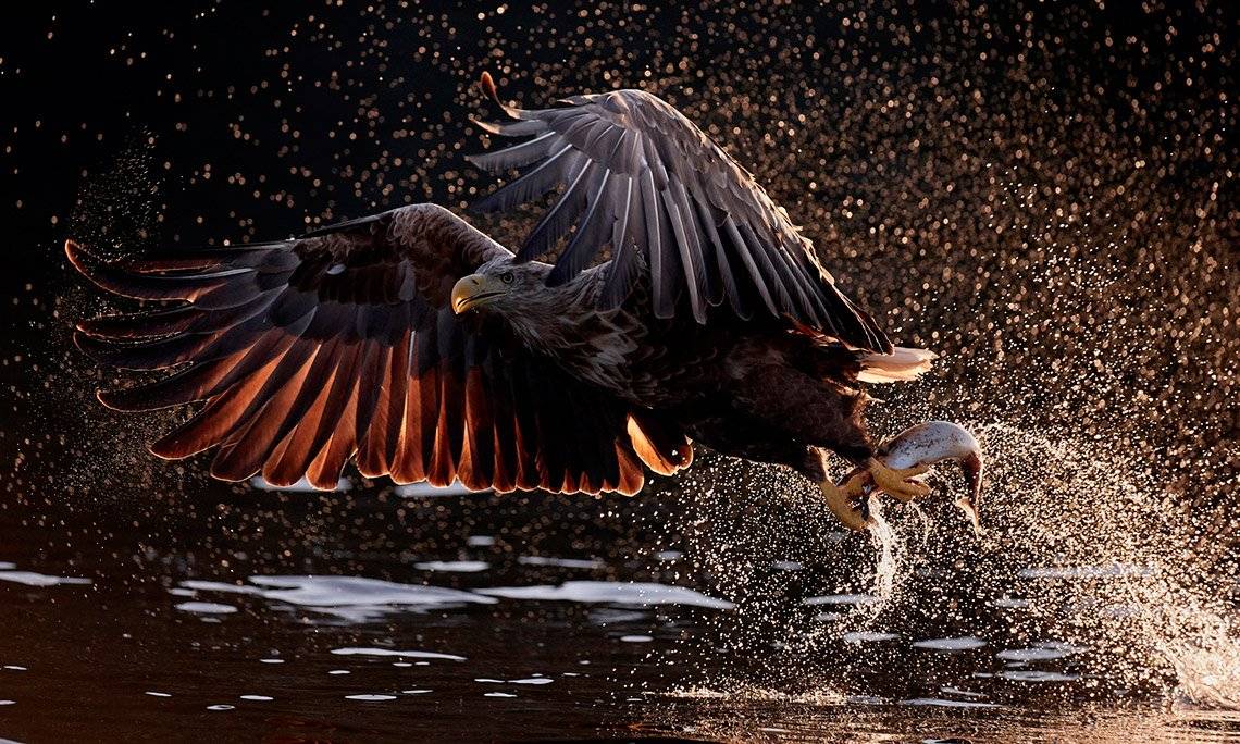 A white-tailed eagle snatches a fish from the water. Droplets of water glisten in the sun behind the bird and its prey.
