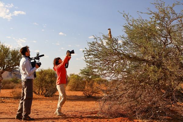 Alex Wykes, holding a Canon EOS C300 Mark II ciname camera to his chest, films Marina Cano holding a Canon EOS-1D X Mark III above her head to shoot a meerkat in a tree.