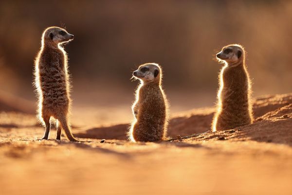 Three meerkats bathed in sunlight in the Kalahari Desert. Photo by Marina Cano.