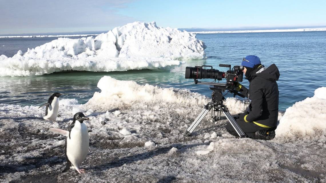 Sophie Darlington films penguins in Antartica with Canon lenses.