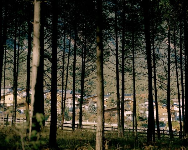 A shot of a village taken through a woodland area.