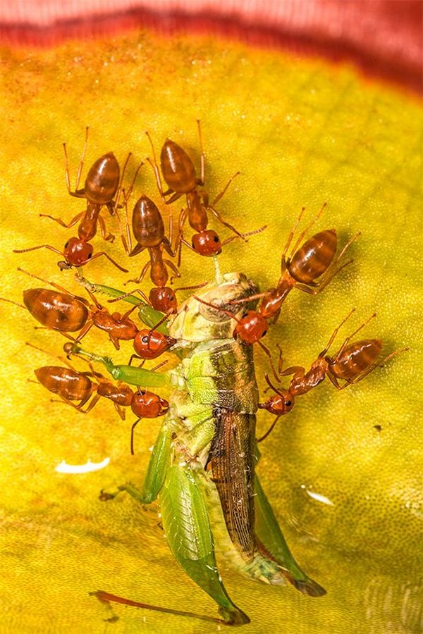 Seven carpenter ants on a yellow leaf scurry around a grasshopper’s body, trying to carry it away.