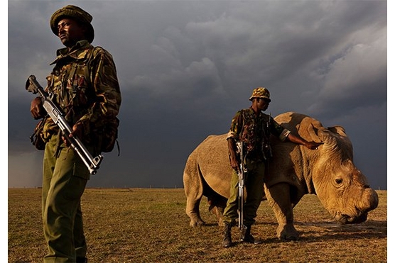 “The corruption can be disheartening”: Brent Stirton’s horn trade truths