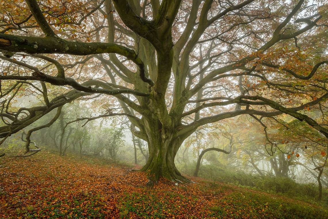 An ancient beech tree fills the frame with fallen autumn leaves on the grass below, and the horizon on a slant. Taken in November 2017 in Sherborne, Dorset on a Canon EOS 5DS R and an EF 16-35mm f/2.8L III USM lens. © David Noton
