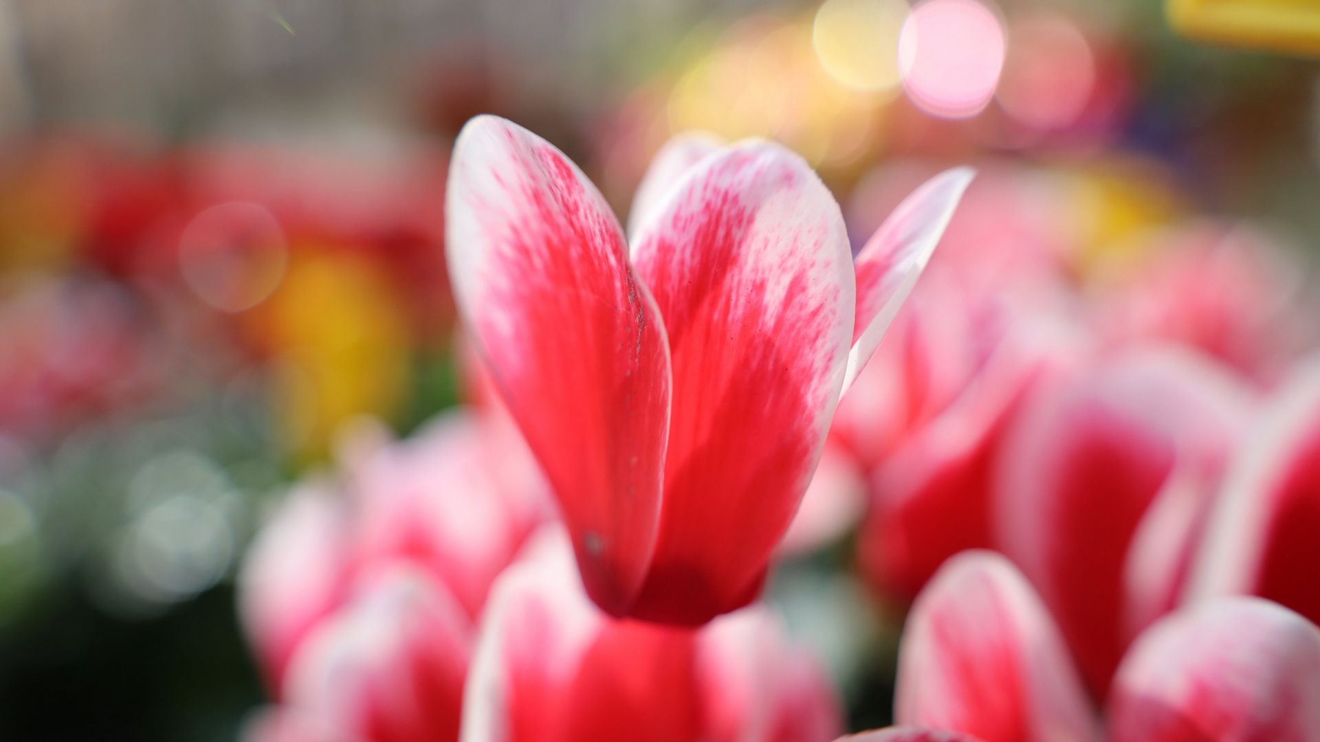 Shot on RF 24-105mm F4-7.1 IS STM of pink flowers