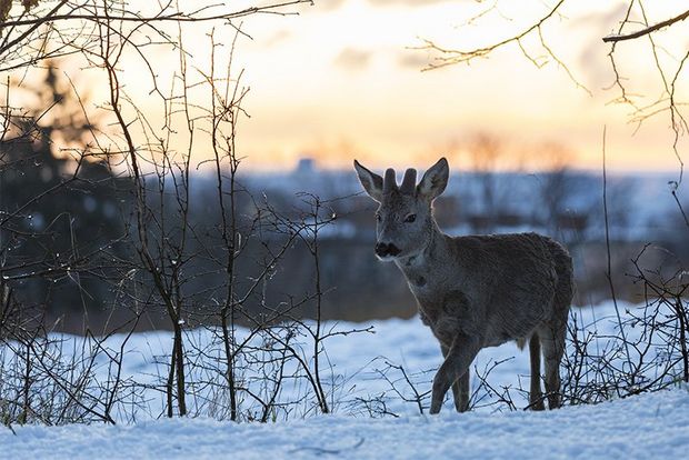 A deer surrounded by sparse trees walks through a snowy field at sunset.