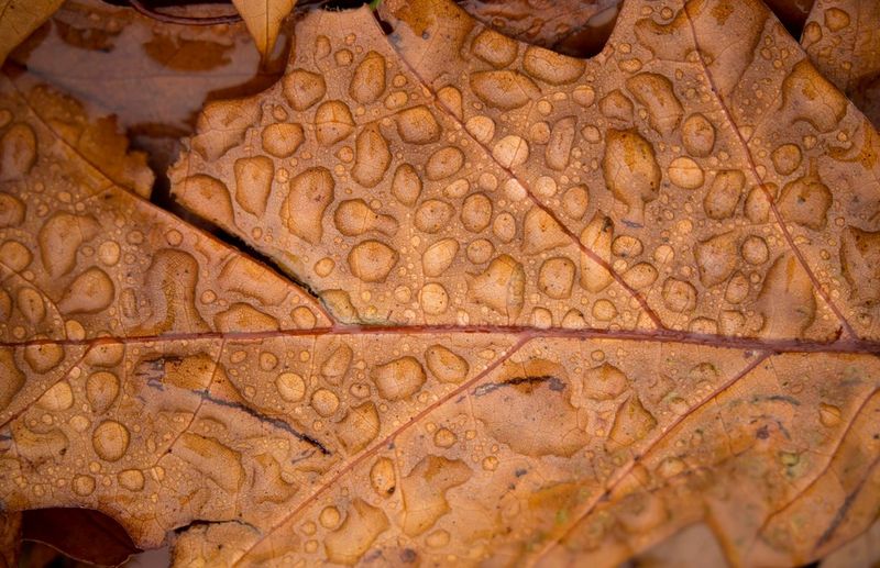 A close-up of a brown autumn leaf on the ground, covered in raindrops.