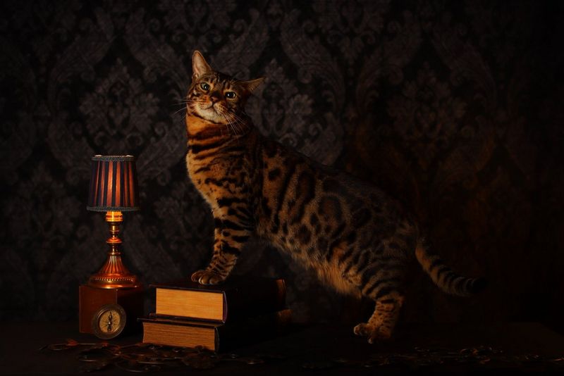 A cat in a dimly lit room with its front paws perched on two books.