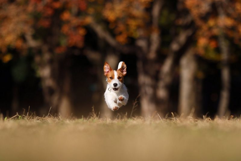 A small dog suspended in mid-air as it runs towards the camera.