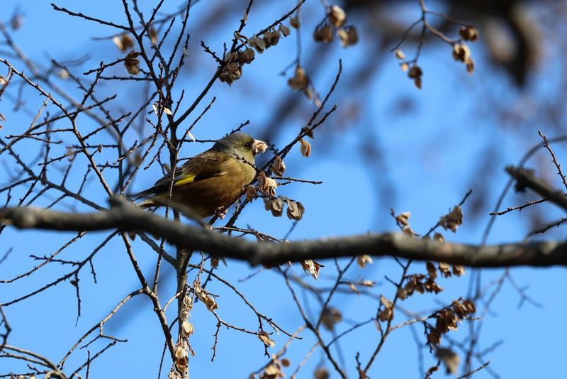 A small songbird perched on a tree branch surrounded by thin twigs and set against a bright blue sky. Taken on a Canon EOS R10.