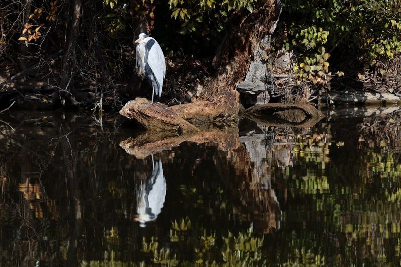 A heron perched on a partially submerged branch at the edge of a dimly lit river, taken on a Canon EOS R10.