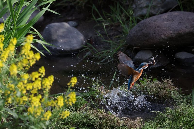 A kingfisher with a fish in its beak, photographed with a Canon EOS R3 just after it catches the fish. The bird's wings and droplets of water are frozen in the air.